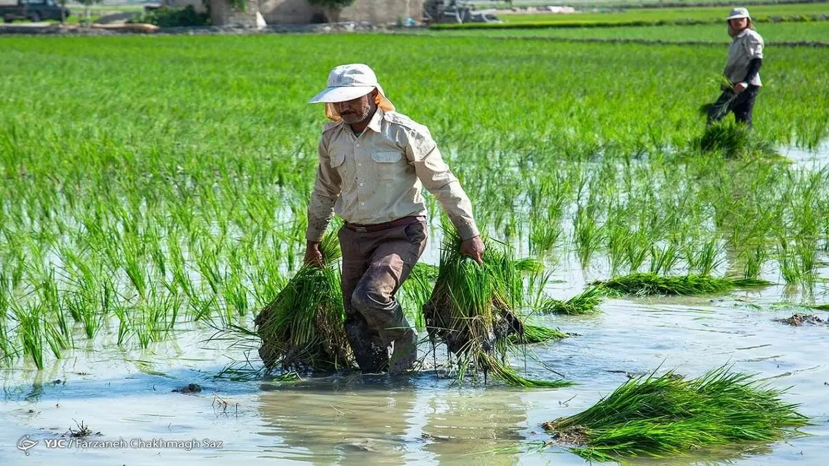 ۲ میلیون و ۸۵۰ هزار نفر تحت پوشش بیمه اجتماعی روستاییان هستند
