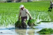 ۲ میلیون و ۸۵۰ هزار نفر تحت پوشش بیمه اجتماعی روستاییان هستند
