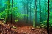 طبیعت زیبای پارک جنگلی گیسوم/ عکس