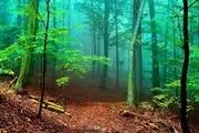 
حیاتی‌ترین تاثیرات جنگل‌ها بر زندگی انسان
