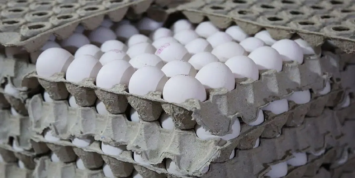 تخم مرغ در میادین تره بار کمتر از نرخ مصوب عرضه می‌شود
