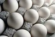 تخم مرغ ارزان شد
