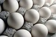 تخم مرغ ارزان شد
