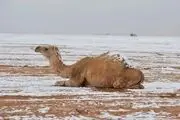 بارش برف در شمال عربستان + تصاویر