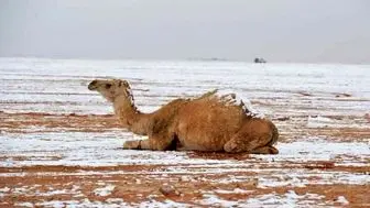 بارش برف در شمال عربستان + تصاویر