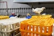 تقاضا برای خرید مرغ در بازار افزایش یافت
