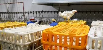 تقاضا برای خرید مرغ در بازار افزایش یافت
