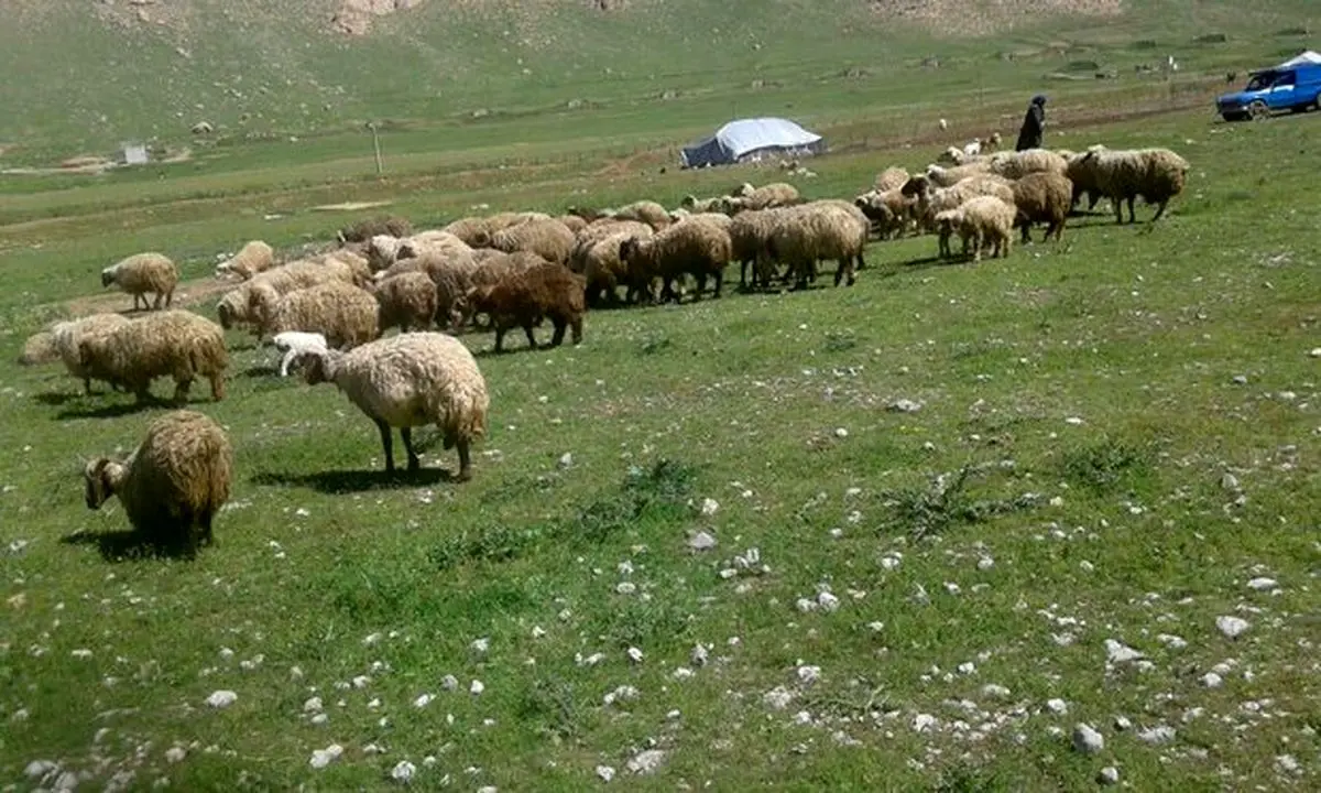 ۱۰ درصد عشایر برای ورود به مراتع استان اصفهان تخلف میکنند