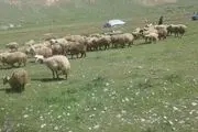 ۱۰ درصد عشایر برای ورود به مراتع استان اصفهان تخلف می‌کنند