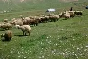 ۱۰ درصد عشایر برای ورود به مراتع استان اصفهان تخلف می‌کنند