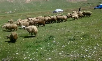 ۱۰ درصد عشایر برای ورود به مراتع استان اصفهان تخلف می‌کنند