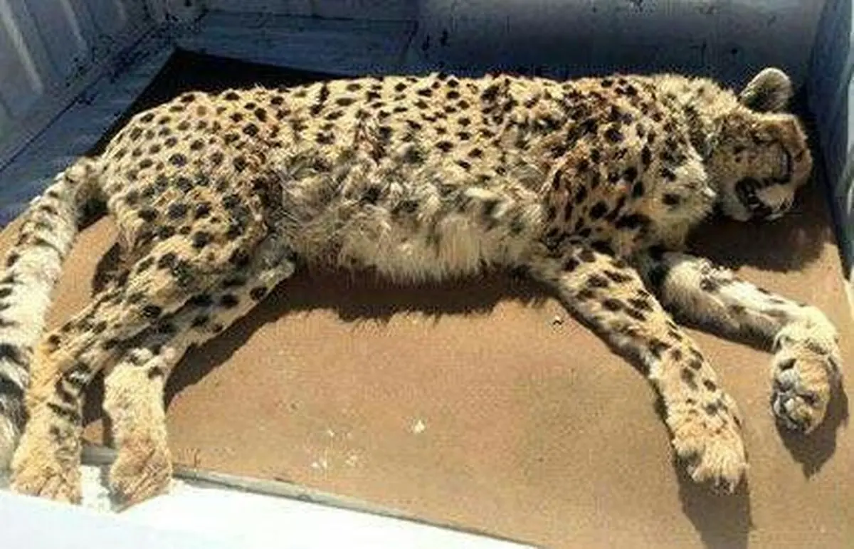 یوزی که در سمنان تکه تکه شد