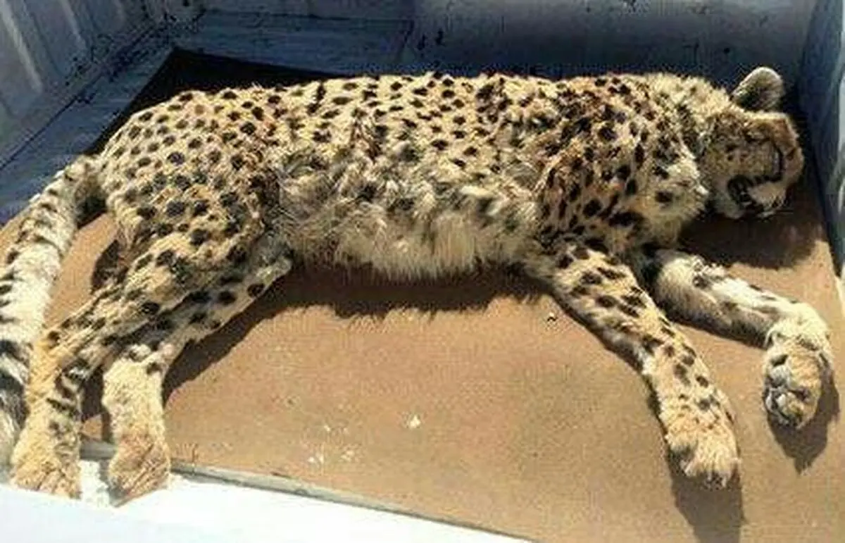 یوزی که در سمنان تکه تکه شد