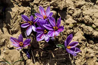 تولید ۱۸ کیلوگرم زعفران در ورامین