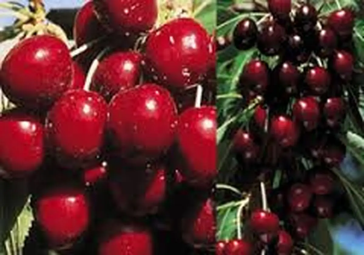 درمان نقرس با این میوه ی تابستانی!