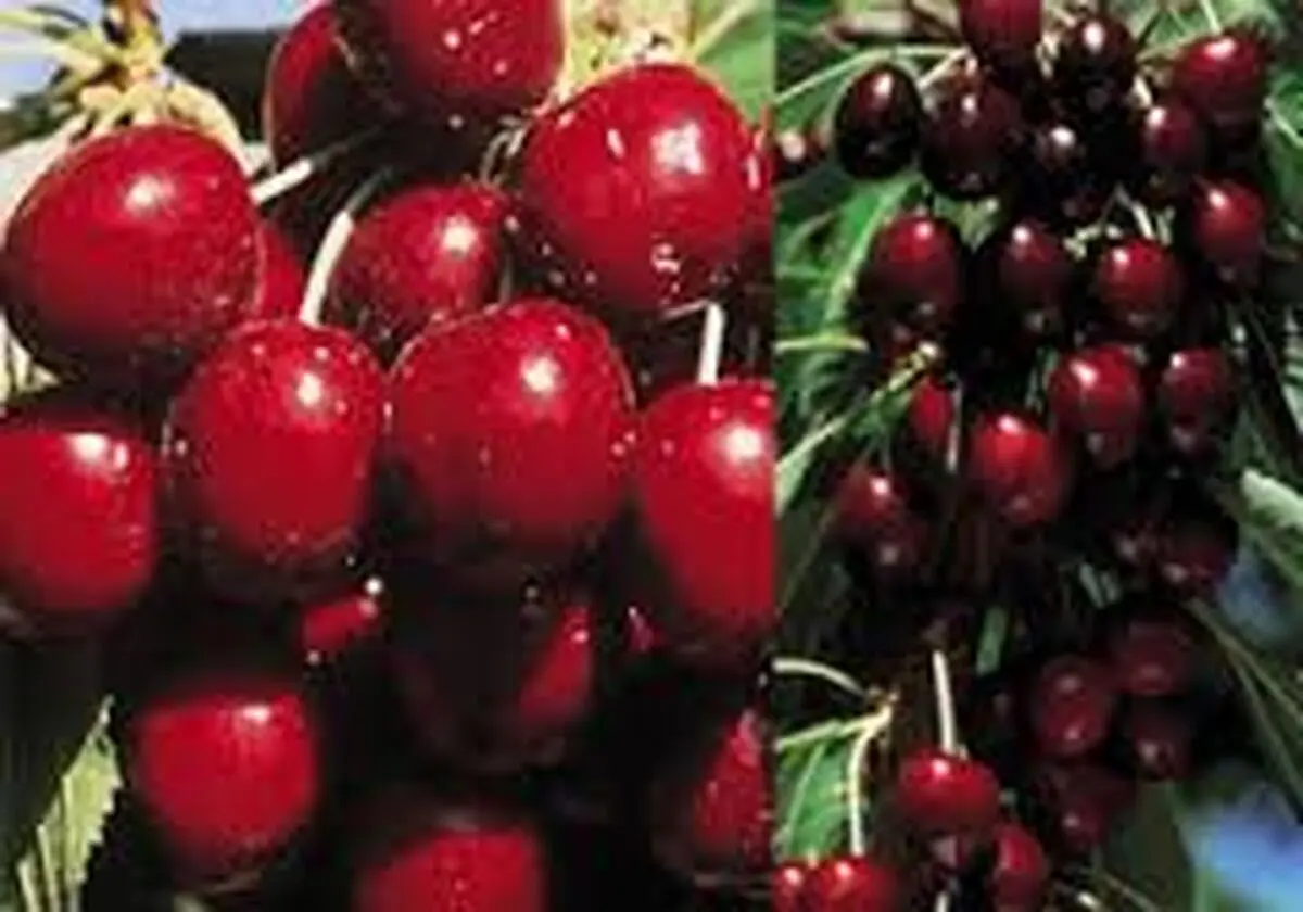 قیمت میوه های نوبرانه در میادین میوه و تره بار 