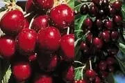 خوراکی‌هایی که مصرف آن‌ها با گیلاس خطرناک است