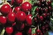 خوراکی‌هایی که مصرف آن‌ها با گیلاس خطرناک است