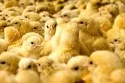 واردات جوجه یک روزه و تخم مرغ نطفه‌دار ممنوع می‌شود