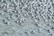  میهمانان زمستانی دریاچه چیتگر/ گزارش تصویری
