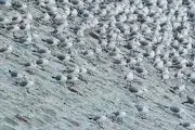  میهمانان زمستانی دریاچه چیتگر/ گزارش تصویری