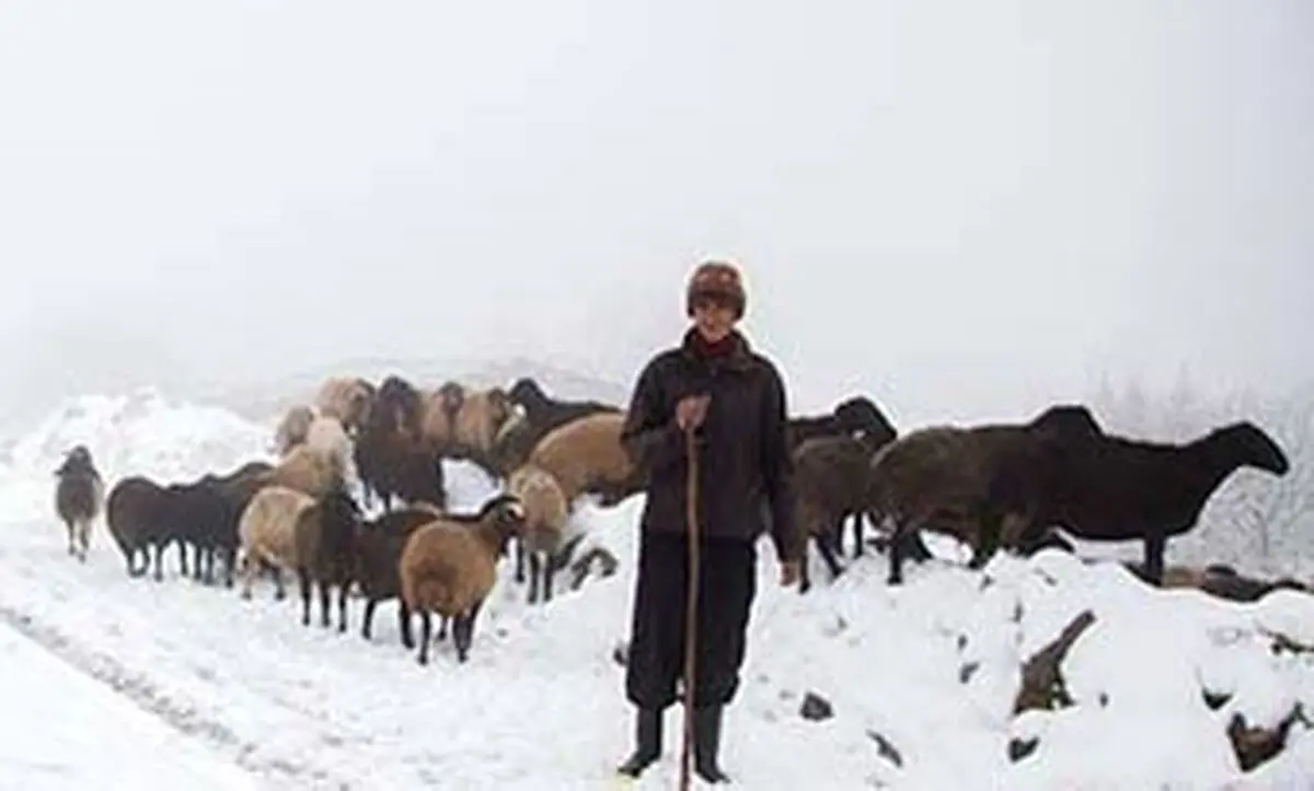 برف صومعه‌سرا جان یک چوپان را گرفت