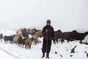 برف صومعه‌سرا جان یک چوپان را گرفت