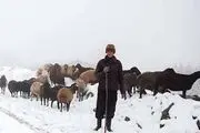 برف صومعه‌سرا جان یک چوپان را گرفت
