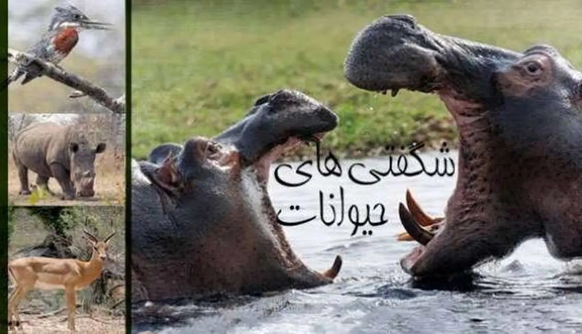 عجایب حیوانات کمتر دیدهشده در مستند جدید تلویزیون