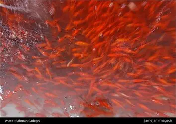 ماهی