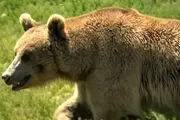 صدای جادویی داود نماینده و زحمات چند ساله یک مستندساز