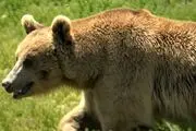 صدای جادویی داود نماینده و زحمات چند ساله یک مستندساز
