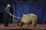 صدور مجوز برای سیرک حیوانات متوقف شود