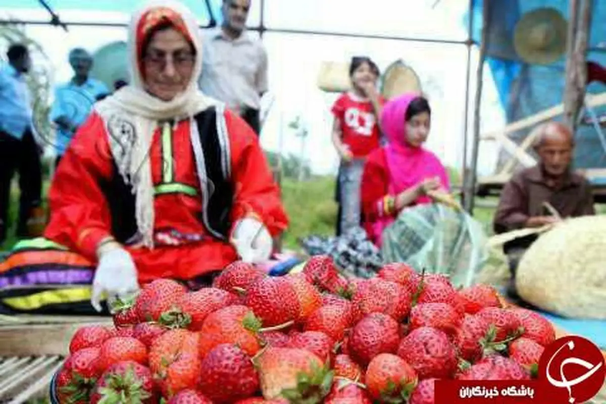 برگزاری ششمین جشنواره «توت فرنگی» در صوفیانده + تصاویر