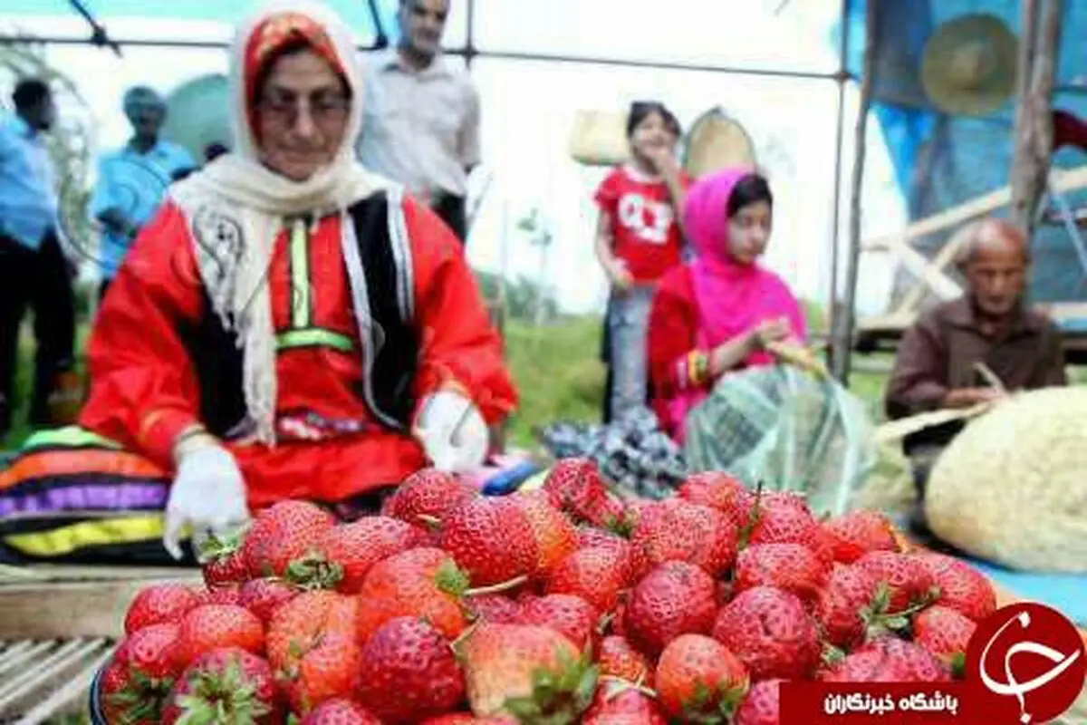 
برگزاری ششمین جشنواره «توت فرنگی» در صوفیانده + تصاویر
