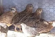 کارآفرین زنجانی زمینه اشتغال 3 نفر را فراهم کرده است