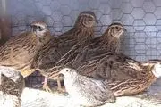 کارآفرین زنجانی زمینه اشتغال 3 نفر را فراهم کرده است
