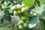 تخفیف ویژه نهال گردو! رقم اصلاح شده ۶۵ هزار تومان، تنوع بی نظیر در سالم نهال