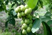 تخفیف ویژه نهال گردو! رقم اصلاح شده ۶۵ هزار تومان، تنوع بی نظیر در سالم نهال