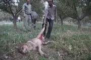 گرگ هار ۵ نفر را راهی بیمارستان کرد