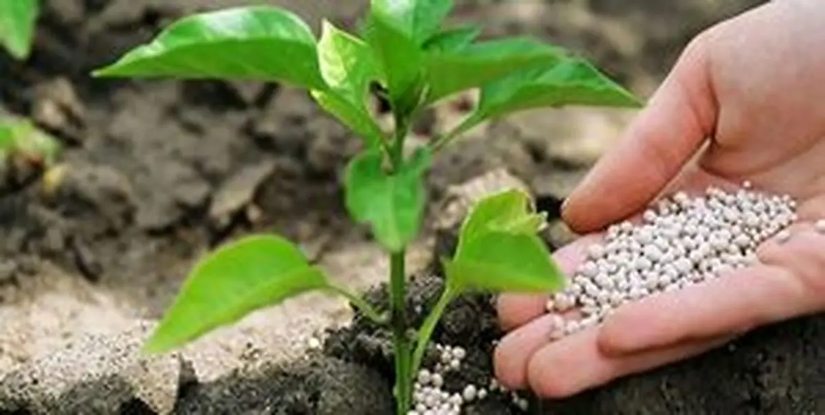 
امید برزیل به ایران
