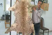 
کشف پوست پلنگ در یکی از روستاهای نور + تصویر
