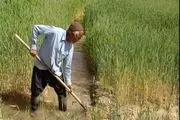 مشکل آب؛ بهانه‌ای برای فرار مدیران از بار مسئولیت «کشاورزی» شده است