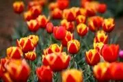 باغ گل لاله در کرج نوروز 1400/ گزارش تصویری
