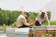 اسکان زنبورداران مهاجر در ییلاقهای شهرستان هشترود آغاز شد