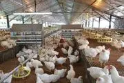 ماجرای مرغ تریاکی چیست؟