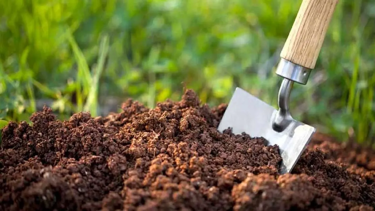 فروش خاک جنگل قاچاق محسوب میشود