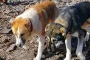 سگ های ولگرد در بوستان جنگلی چیتگر جمع آوری می شوند