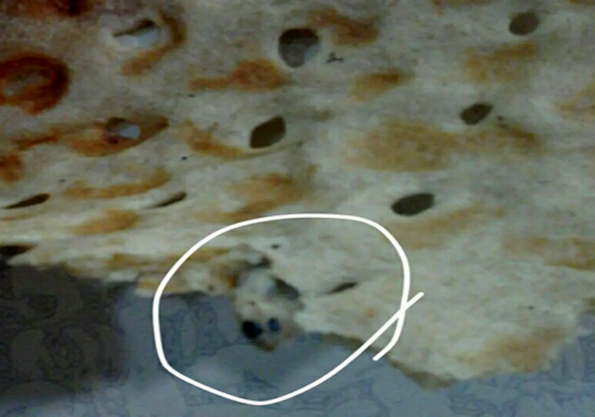 نان سنگک با طعم مارمولک از شایعه تا واقعیت