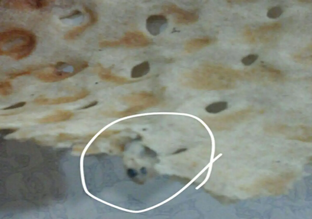 
نان سنگک با طعم مارمولک از شایعه تا واقعیت
